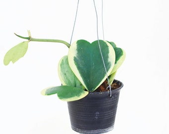 Valentines Sweetheart Hoya " Kerrii Variegata " by Joinflower Joinfolia
