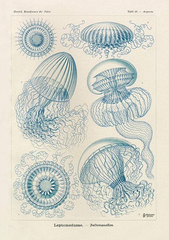 Ernst Haeckel Jellyfish Poster Vintage Jellyfish Art Print