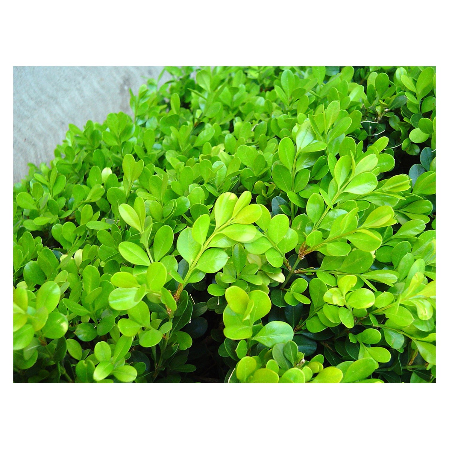 Japanese Boxwood Buxus micropylla japonica Landscaping