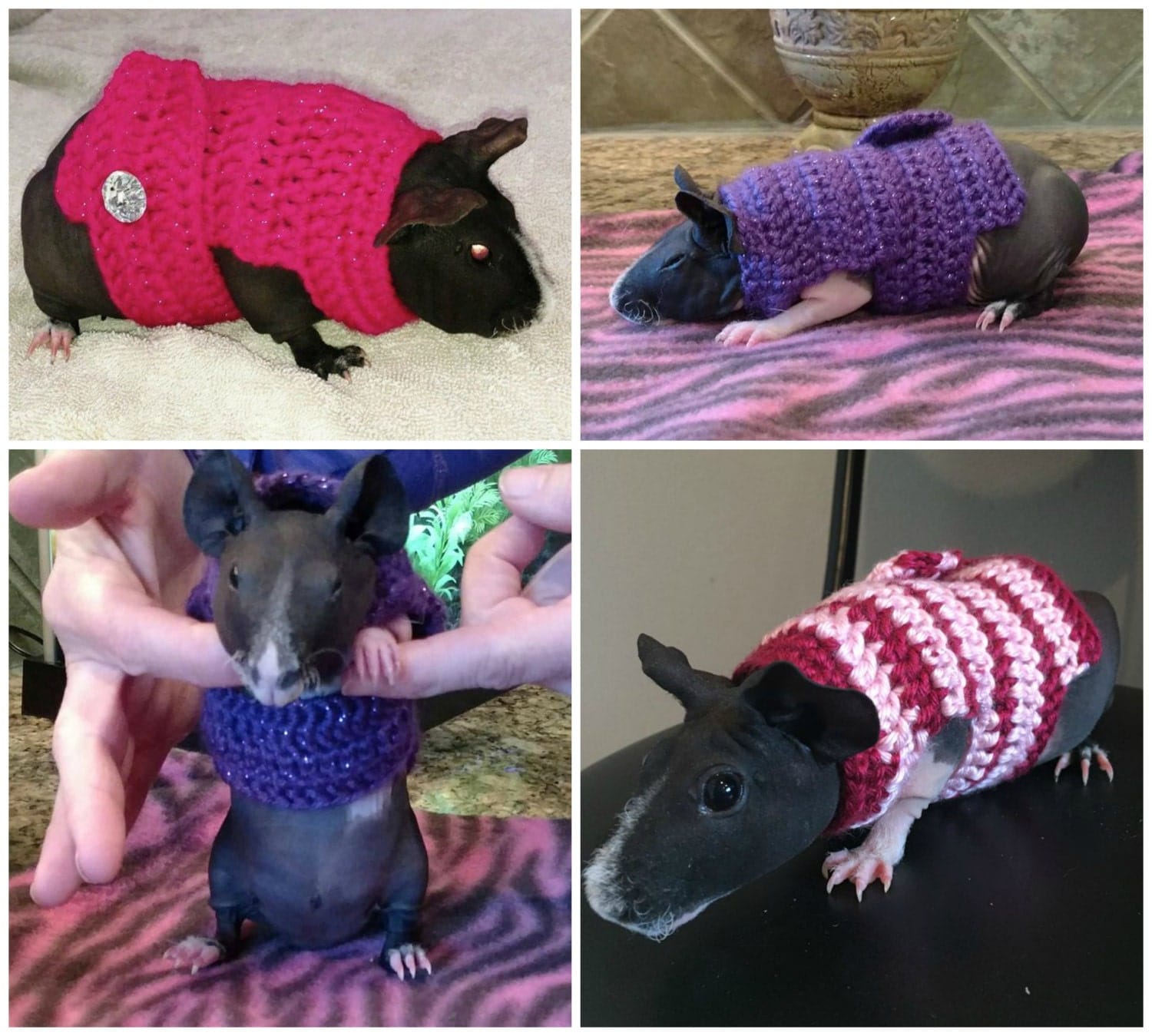 Guinea Pig Sweater Skinny Pig Sweater Guinea Pig Clothes