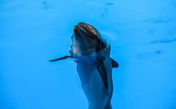 Dolphin Photograghy, Dolphin Print, dolphin wall decor, Wall Art, Wall Decor, Animal Photography, Ocean Photography, Nature photography