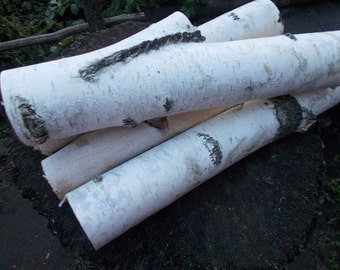 Birch log, Craft Supplies, Birch Logs, White Birch Logs, Birch Wood