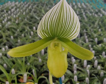 Paphiopedilum 'Pisgah Green', Live Lady Slipper orchid, Potted