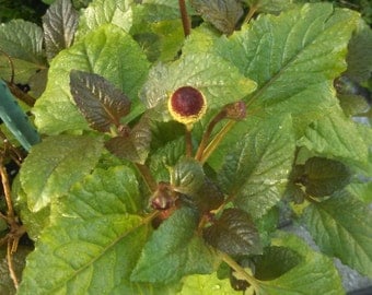 Toothache Herb - Spilanthes acmella - Fresh Seeds! - Perennial Flowering Herb