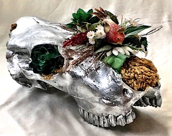 Cow skull, real cow skull with teeth, chrome silver cow skull planter sculpture