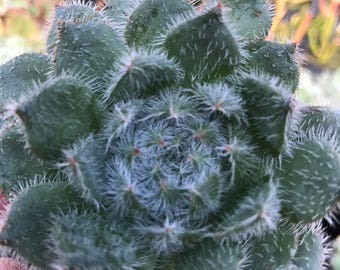 Succulent Plant - Echeveria Setosa Var. Deminuta