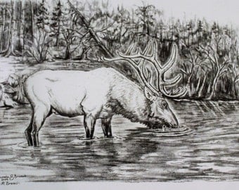 Elk Drawing 