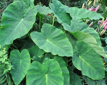 2 Bulb Colocasia esculenta ,Green Taro, cocoyam, taro, Elephant Ears Bulbs Taro