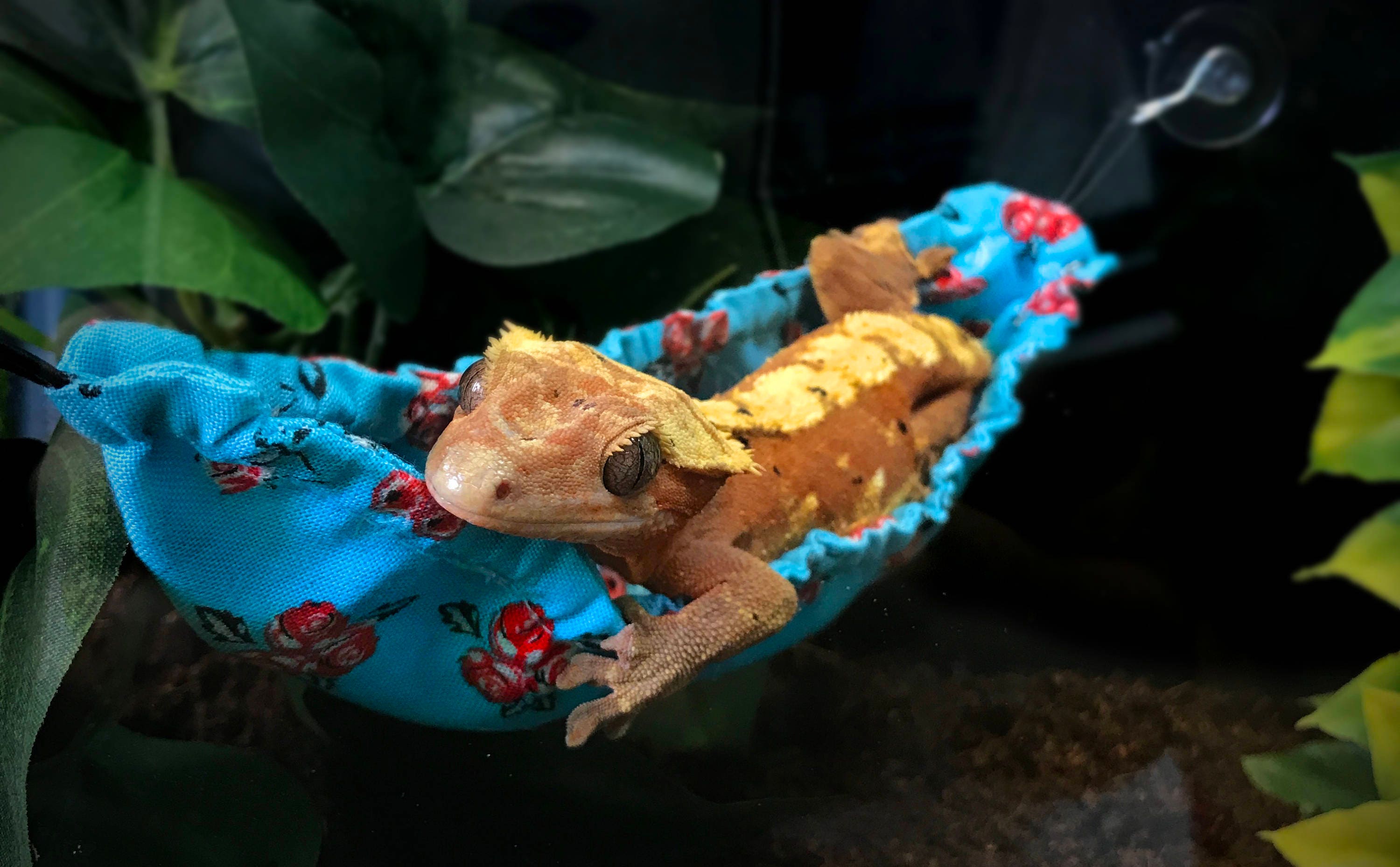 Gecko/Lizard Hammock