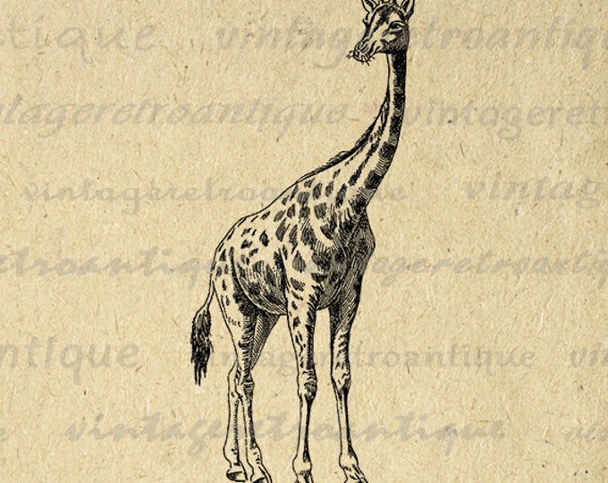 Digital Printable Giraffe Graphic Download Animal Artwork Illustration Image Zoo Animal Cute Antique Clip Art Jpg Png Eps HQ 300dpi No.2584
