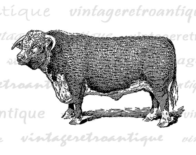 Hereford Bull Cow Printable Graphic Image Farm Animal Download Illustration Digital Artwork Antique Clip Art Jpg Png HQ 300dpi No.3061