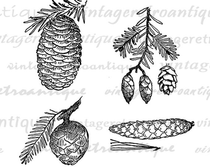 Digital Image Pinecones Download Pine Cone Collage Sheet Graphic Printable Antique Clip Art Jpg Png Eps HQ 300dpi No.1061