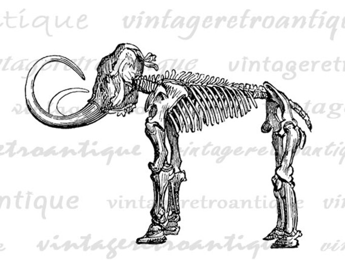 Mammoth Skeleton Digital Graphic Download Elephant Printable Image Vintage Clip Art Jpg Png Eps HQ 300dpi No.443