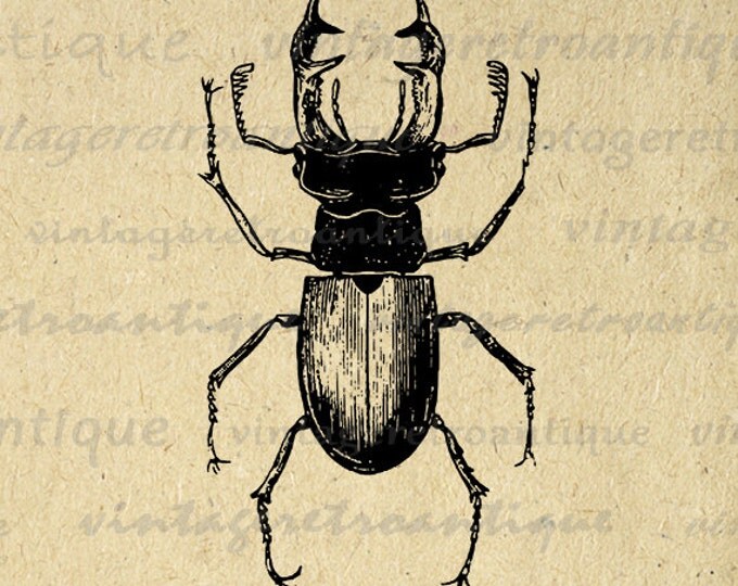 Printable Digital Stag Beetle Graphic Insect Bug Download Image Vintage Clip Art Jpg Png Eps HQ 300dpi No.3263