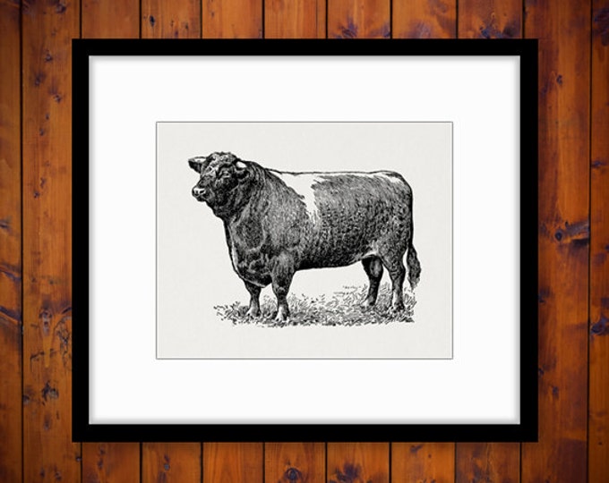 Printable Graphic Shorthorn Bull Download Cow Antique Digital Image Vintage Clip Art Jpg Png Eps HQ 300dpi No.3539