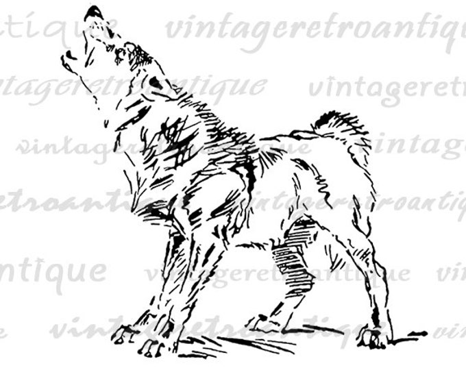 Printable Graphic Howling Wolf Image Illustrated Download Digital Antique Clip Art Jpg Png Eps HQ 300dpi No.1174