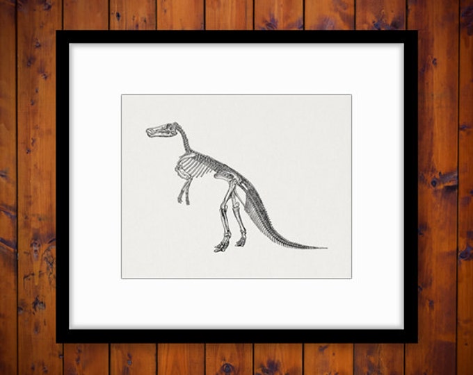 Printable Image Dinosaur Skeleton Digital Graphic Download Artwork Vintage Clip Art Jpg Png Eps HQ 300dpi No.2088