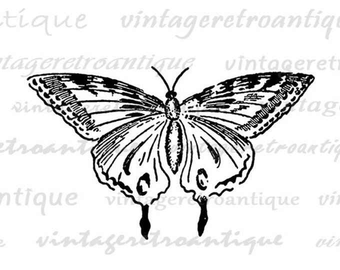 Printable Digital Butterfly Image Download Graphic Illustration Antique Clip Art Jpg Png Eps HQ 300dpi No.2483