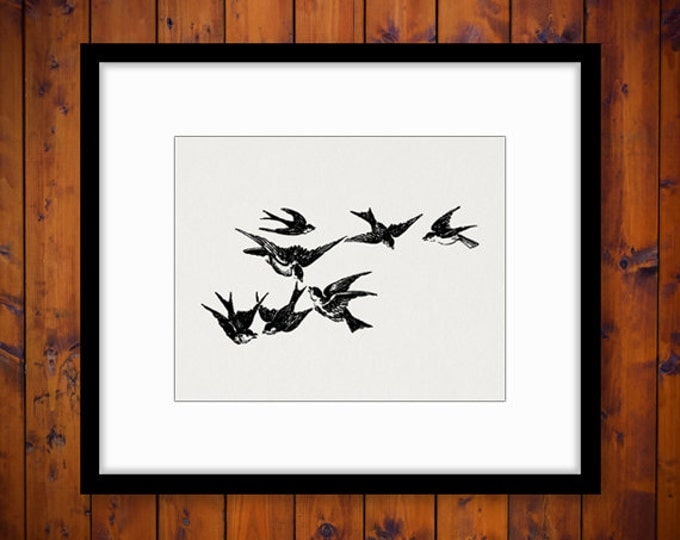 Digital Flying Birds Image Printable Graphic Bird Illustration Download Vintage Clip Art Jpg Png Eps HQ 300dpi No.3671