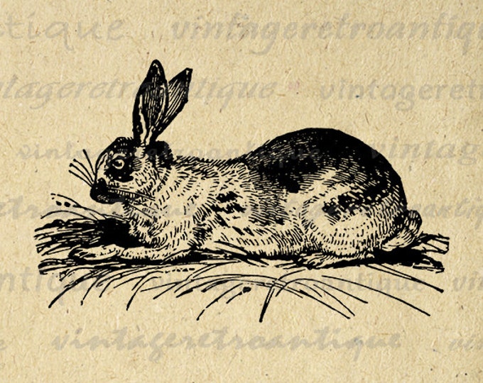 Digital Image Antique Rabbit Graphic Bunny Printable Download Artwork Vintage Clip Art Jpg Png Eps HQ 300dpi No.2711