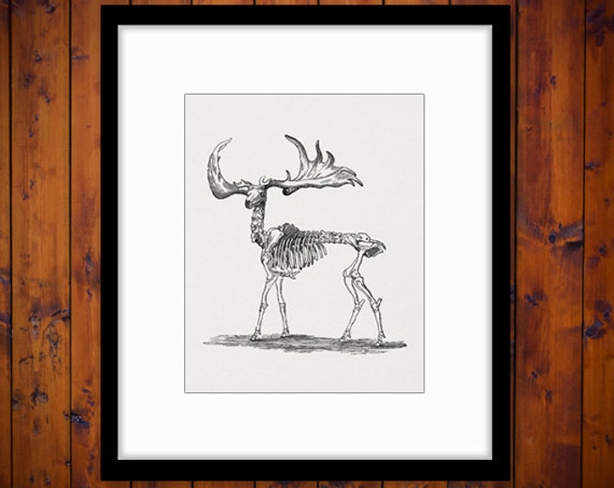 Printable Image Deer Skeleton Graphic Download Digital Artwork Jpg Png Eps HQ 300dpi No.2858