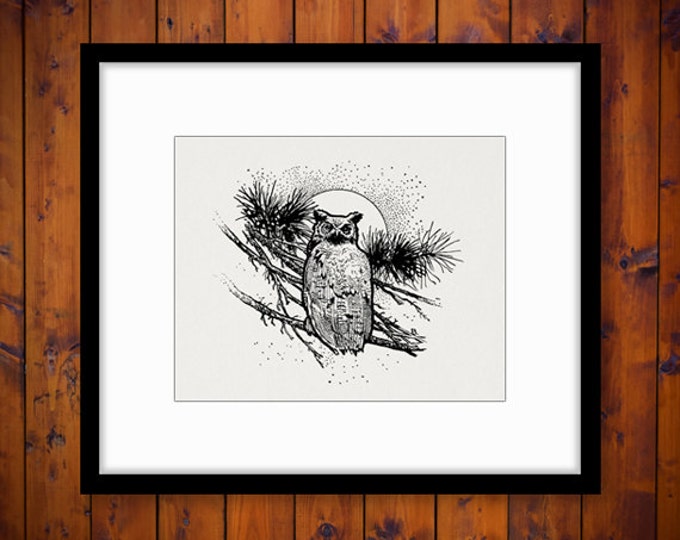 Printable Digital Owl Graphic Illustration Download Bird Image Vintage Clip Art Jpg Png Eps HQ 300dpi No.3822