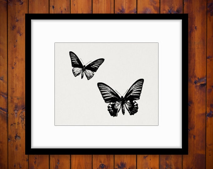 Printable Graphic Butterflies Image Butterfly Download Illustration Digital Antique Clip Art Jpg Png Eps HQ 300dpi No.3511