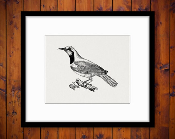 Printable Digital Classic Bird Download Illustration Graphic Image Vintage Clip Art for Transfers Printing etc HQ 300dpi No.945