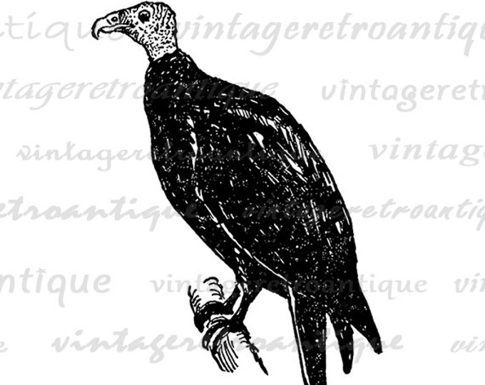 Buzzard Printable Image Digital Bird Graphic Download Illustration Vintage Clip Art Jpg Png Eps HQ 300dpi No.1059