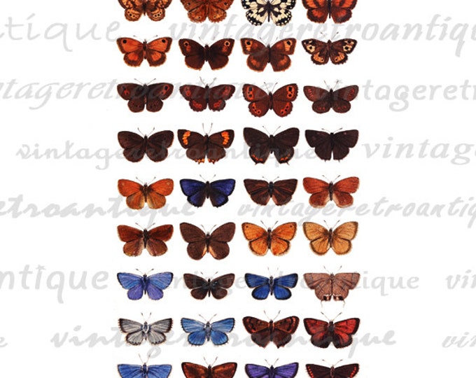 Printable Image Colorful Butterfly Collage Sheet Graphic Digital Download Vintage Clip Art for Transfers Printing etc HQ 300dpi No.3904