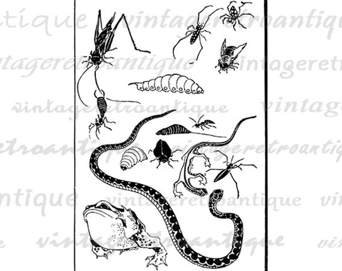 Digital Image Bugs and Snake Graphic Download Printable Artwork Jpg Png Eps HQ 300dpi No.2270