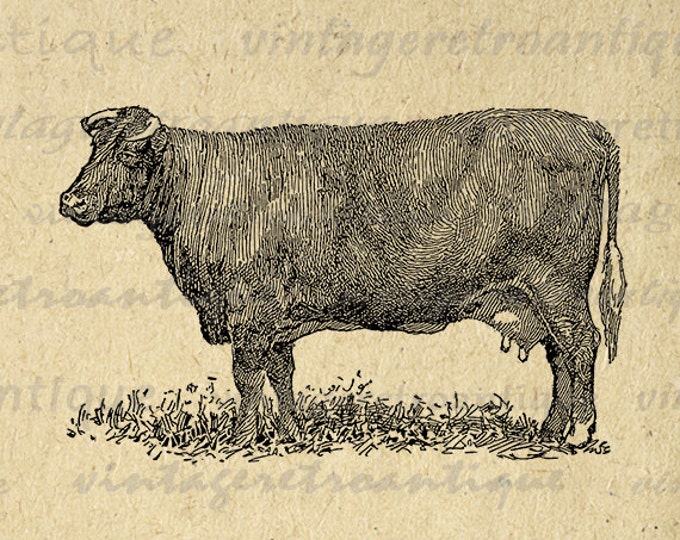 Shorthorn Cow Digital Graphic Printable Download Illustration Image Vintage Clip Art Jpg Png Eps HQ 300dpi No.3556