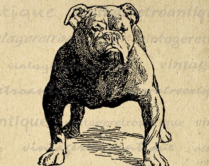 Printable Bulldog Dog Digital Image Download Graphic Artwork Vintage Clip Art Jpg Png Eps HQ 300dpi No.3048