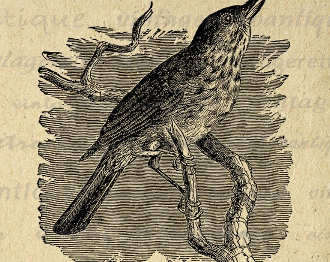 Thrush Bird Printable Digital Image Antique Bird Illustration Graphic Download Vintage Clip Art Jpg Png Eps HQ 300dpi No.3879