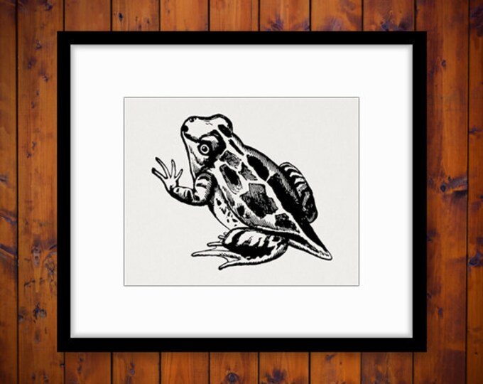 Printable Young Frog Digital Image Download Graphic Illustration Vintage Clip Art Jpg Png Eps HQ 300dpi No.2732