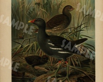 Vogel antique bird print large folio natural history Chromolithograph decorative art wall art 1890's Gallinulla Chloropus Gemeines Teichhuhn