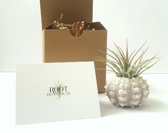 Air Plant, Tillandsia, Sea Urchin Shell, Desk Plant, Indoor Plant, Office Decor, Gift boxed, Instructions included