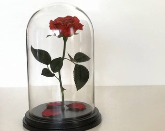 Beauty and the Beast Rose, Forever Rose, Enchanted Rose, Flower Gift, Rose in Glass Dome, Live Forever Rose, Eternal Rose
