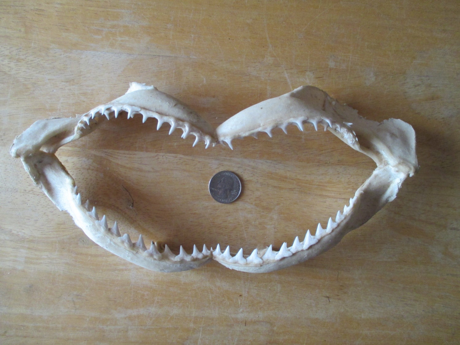 Shark Jaw Vintage Complete Taxidermy Natural Bones