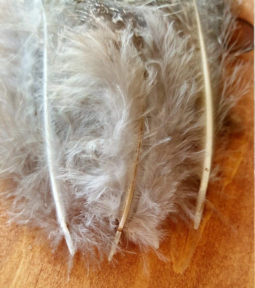 Peacock Feathers Cruelty Free Humane Naturally Molted Real Feathers 206 from FullOFeathers on