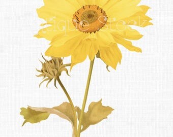 Digital Download 'Many Flower Sunflower' Vintage Illustration PNG and JPG Image for Invitations, DIY Projects, Wall Decor, Collages...