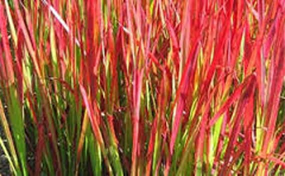 New Zealand Red Hook Sedge Seeds Uncinia Rubra Uncinia rubra