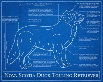 nova scotia duck tolling retriever stuffed animal
