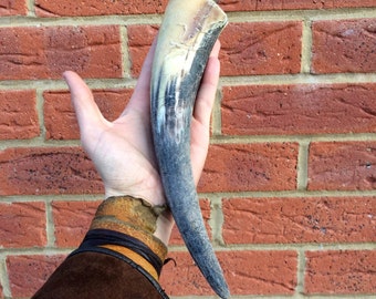Beautifully Preserved Cow Horn Drinking Horn Taxidermy Viking #1