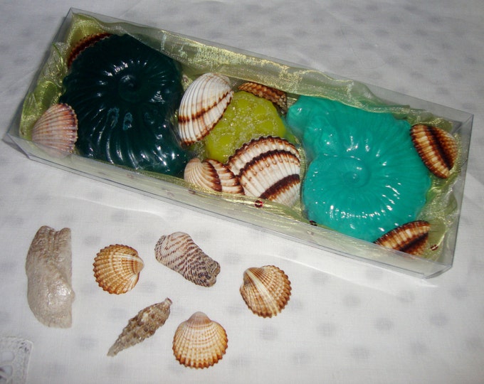 Natural Sea Shells & Decorative Shell Soaps in a Gift Set, Scented Soaps, Glycerin Soap, Aegean Sea Natural Shells, Nautical style Soaps