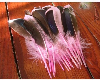 1 feather premium confections for various 1GO101