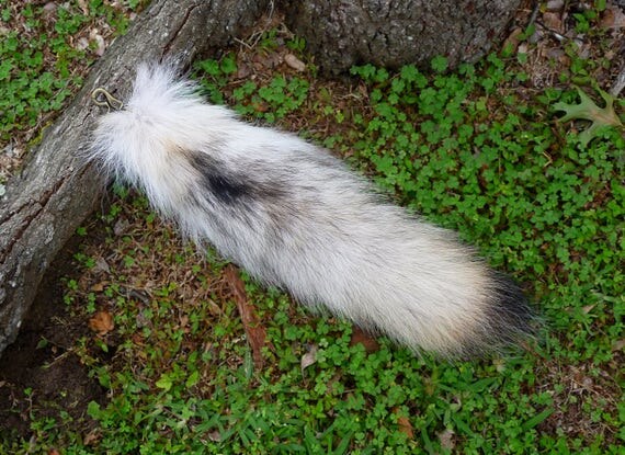 RESERVED Real Pale Grey Wolf Tail clip on for cosplay