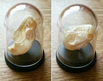 Bat skull taxidermy