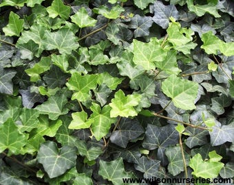 Ivy English Live Plants Groundcover Plants Vine Plants
