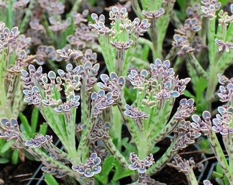 Rare Succulent ( I call it a Cheetah Plant)